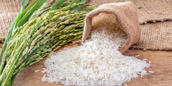پخش برنج طارم محلی هاشمی کشت دوم