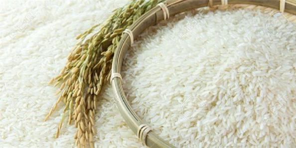 توزیع مستقیم برنج طارم گیلان