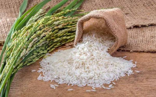 خرید مستقیم برنج درجه‌یک مجلسی از شمال