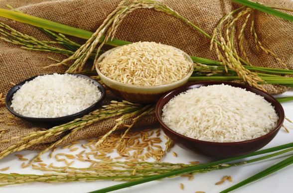 قیمت روز برنج طارم دودی گیلان