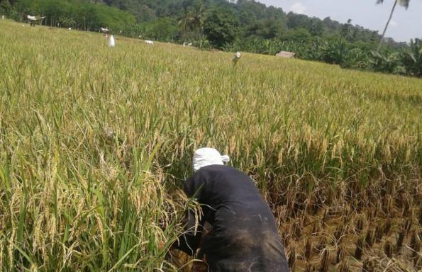 مهمترین مناطق زیر کشت برنج هاشمی
