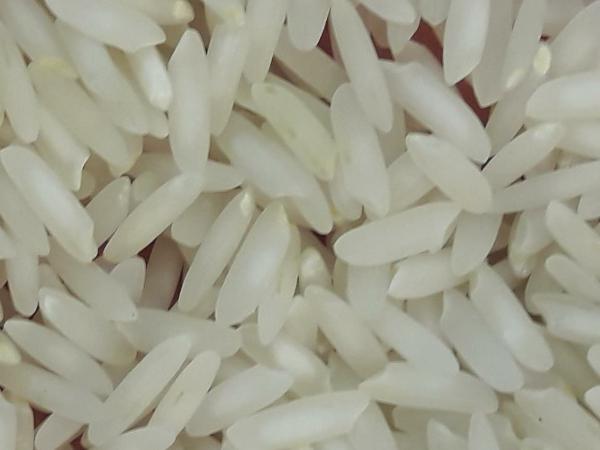 قیمت جدید برنج طارم محلی مازندران