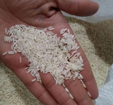 ویژگی برنج فجر سوزنی چیست؟