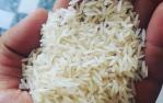 برنج شیرودی شمال ۱۰ کیلوگرمی