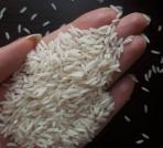 برنج هاشمی صادراتی اصل