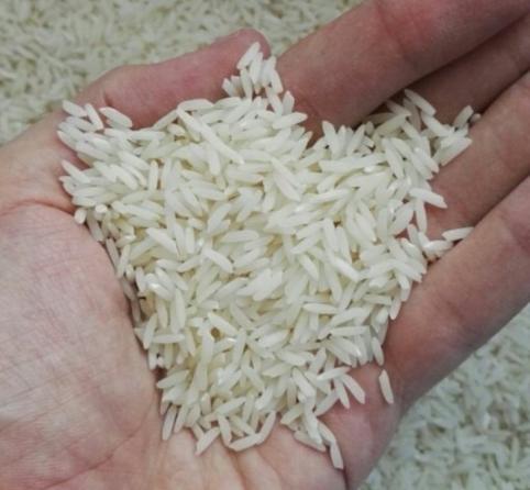 بازار عرضه برنج شیرودی خوشپخت