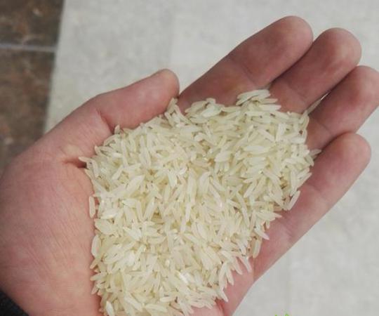 بازار خرید برنج فجر معطر