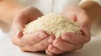 عرضه برنج طارم استخوانی صادراتی