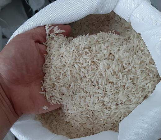 مشخصات برنج شیرودی طارم