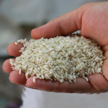 پخش انواع برنج عنبربو معطر