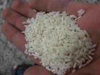 برنج سرلاشه طارم محلی