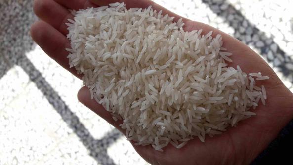 بررسی بازار برنج فجر سوزنی
