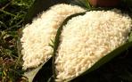برنج هاشمی کشت دوم صادراتی